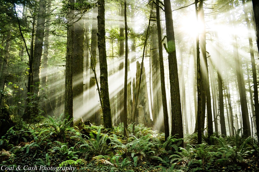 Picture of the redwoods